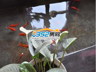 陽光下嬉戲的魚兒