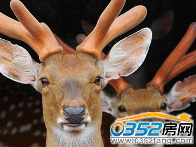 ��¹����˾��÷��¹