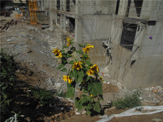 4號(hào)樓旁盛開(kāi)的向日葵