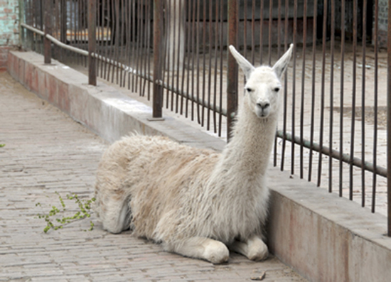 ����������ͬ �W(w��ng)�j(lu��)���f��F�����R�Ș��ο�