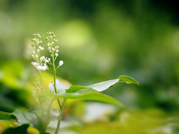 ���������W�^�޵��