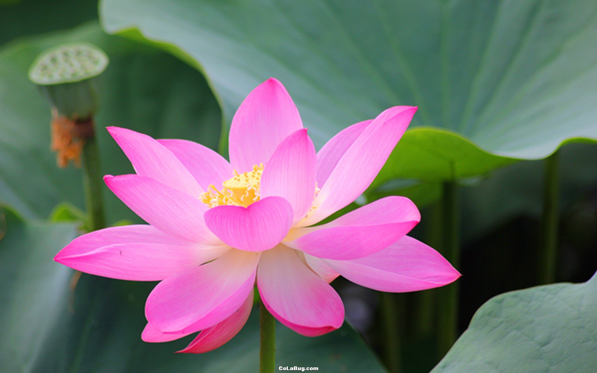 ���֦���