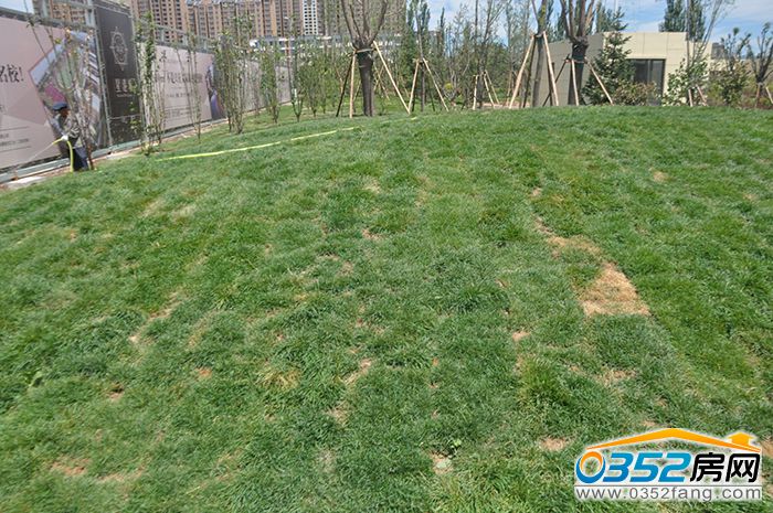 24155637d52ef37a664670.jpg 大草皮.JPG